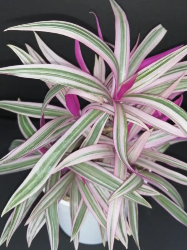 Tradescantia spathacea Sitara, pianta da interno