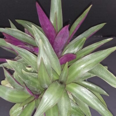 Tradescantia spathacea Dwarf nana