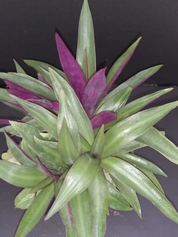 Tradescantia spathacea Dwarf nana, pianta da interno