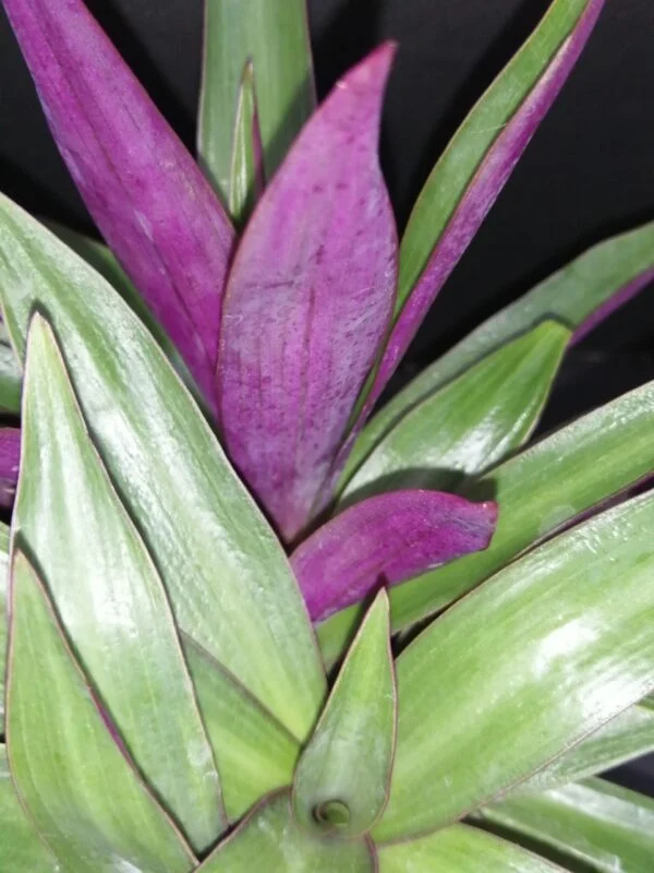 Tradescantia spathacea Dwarf, foto 2