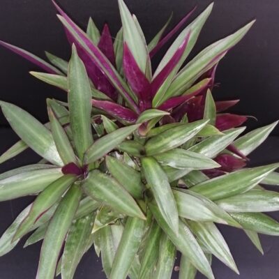 Tradescantia spathacea Dwarf