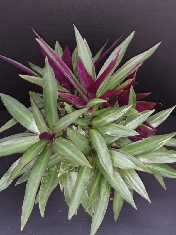 Tradescantia spathacea Dwarf, pianta da interno