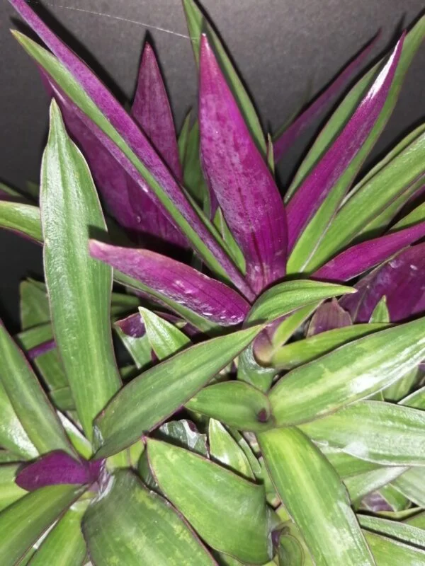 Tradescantia spathacea Dwarf, foto 3