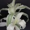 Callisia fragrans Variegata White, pianta da interno e da esterno