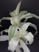 Callisia fragrans Variegata White