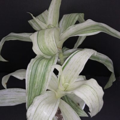 Callisia fragrans Variegata White