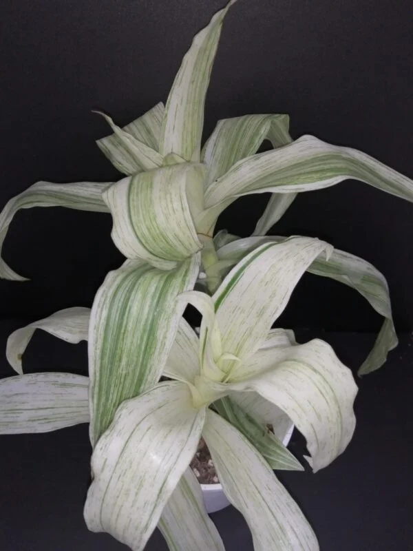 Callisia fragrans Variegata White, pianta da interno e da esterno