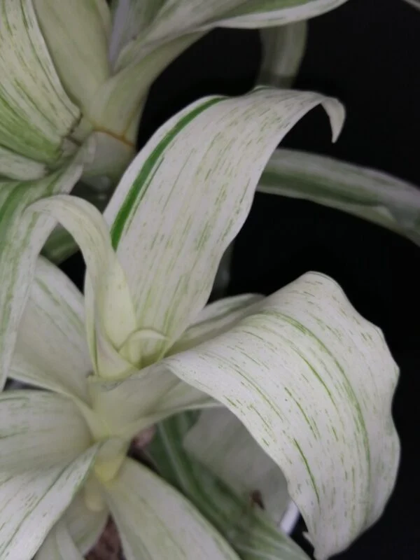 Callisia fragrans Variegata White, foto 2