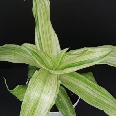 Callisia fragrans Variegata Infinity