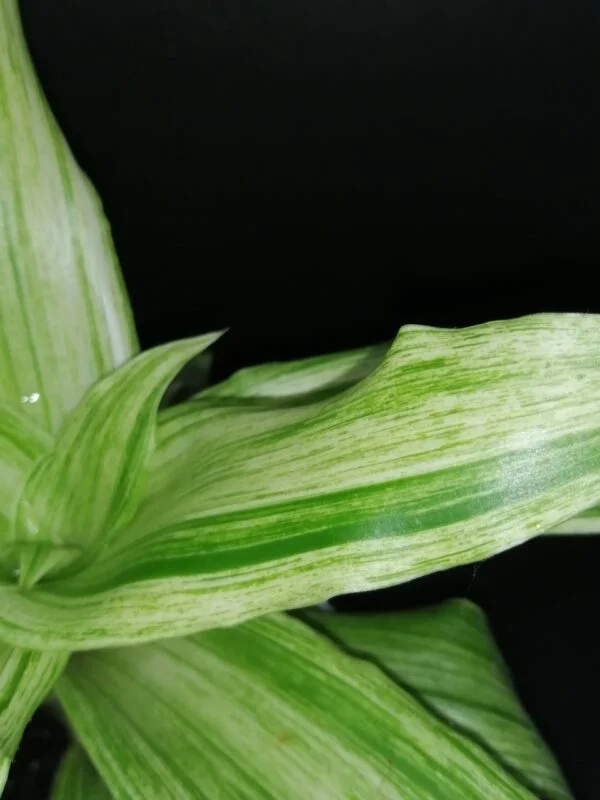 Callisia fragrans Variegata Infinity, foto 2