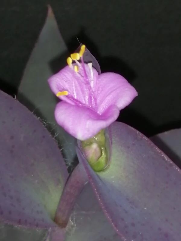 Tradescantia pallida Purpurea, foto 2