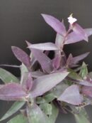 Tradescantia pallida Purpurea