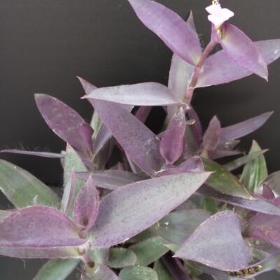 Tradescantia pallida Purpurea