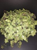 Callisia repens Yellow form