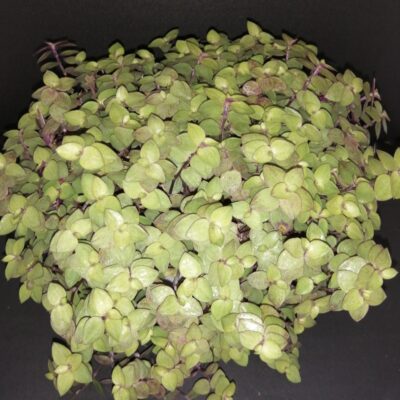 Callisia repens Yellow form