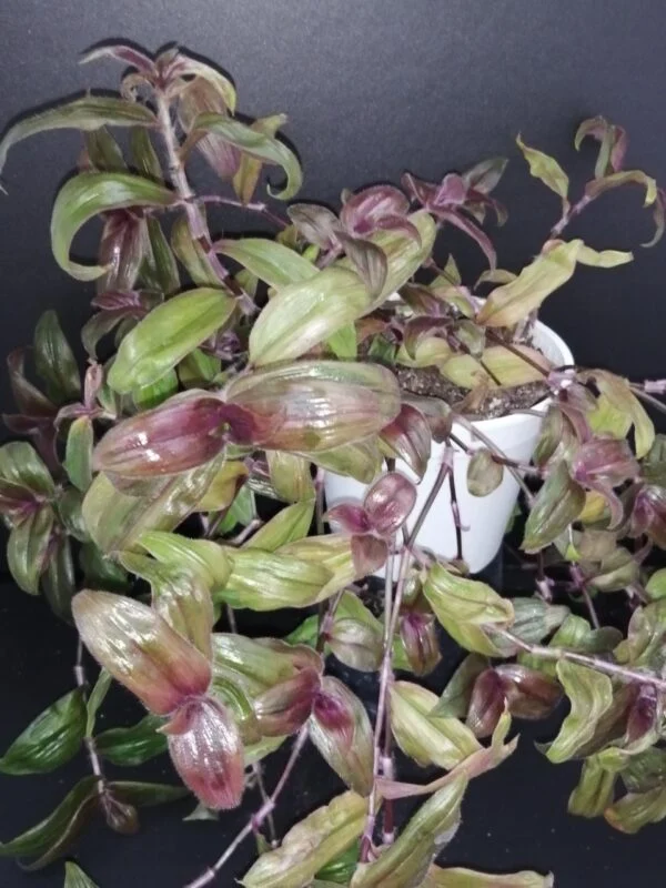 Gibasis geniculata, pianta da interno e da esterno