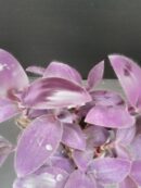 Tradescantia pallida purpurea Purple Pasion