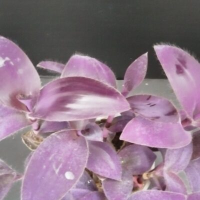 Tradescantia pallida purpurea Purple Pasion