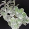 Callisia micrantha, foto 7