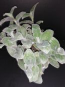 Tradescantia sillamontana