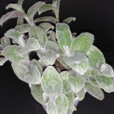 Tradescantia sillamontana