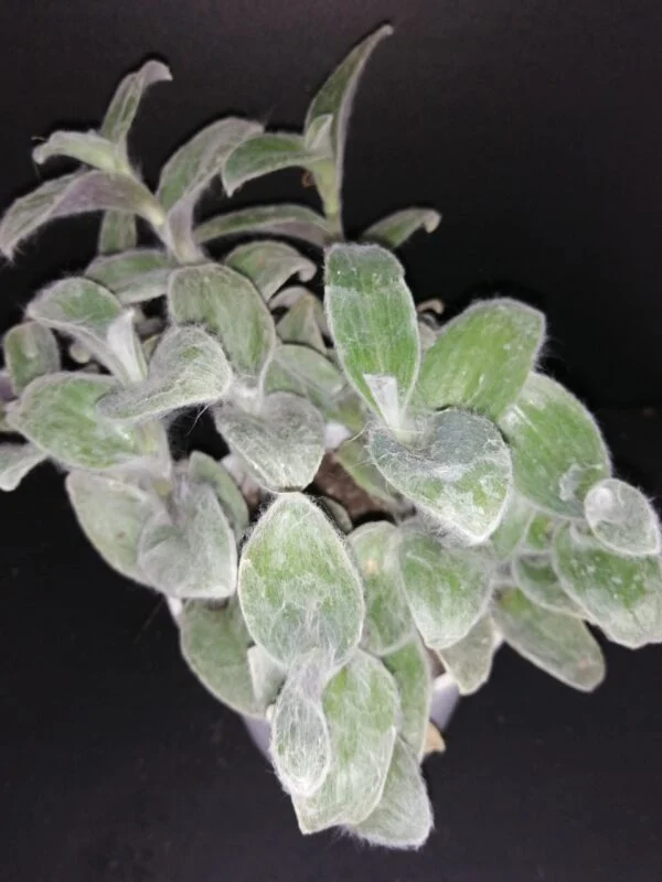 Callisia micrantha, foto 7