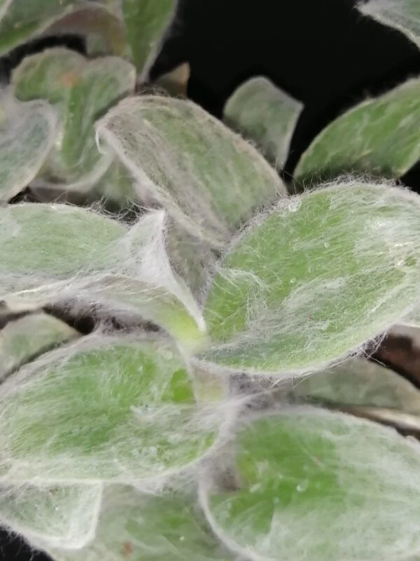 Tradescantia sillamontana, foto 3