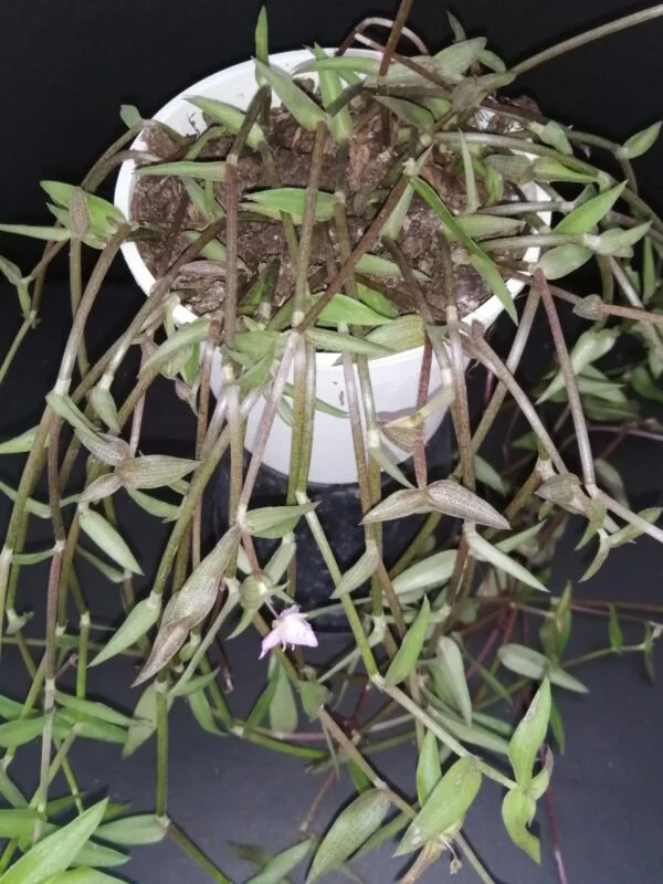 Callisia micrantha, pianta da interno e da esterno