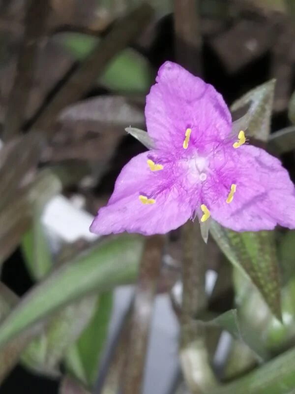 Callisia micrantha, foto 3