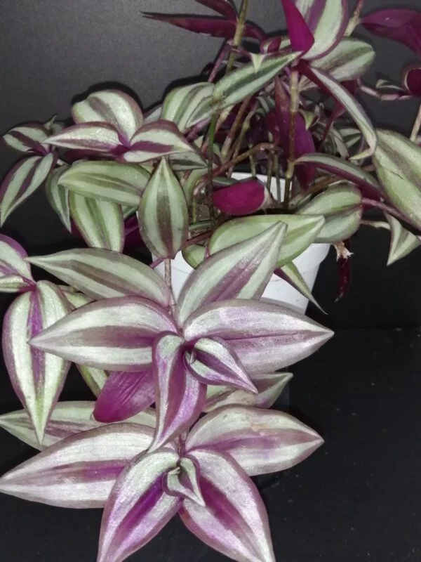 Tradescantia zebrina, foto 6