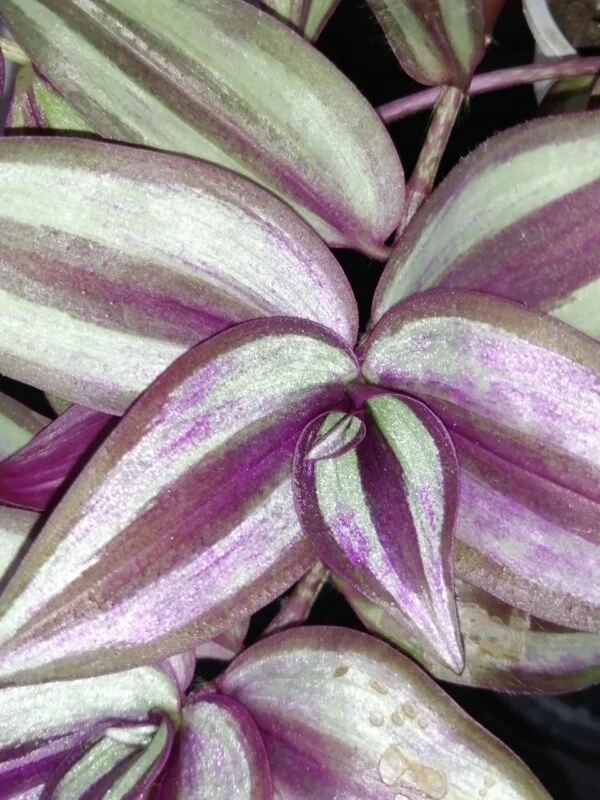 Tradescantia zebrina, foto 3