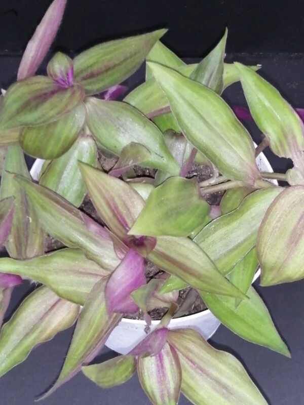 Tradescantia (Continental Group) Pink Dragon, sin. Pink Furry, foto 6