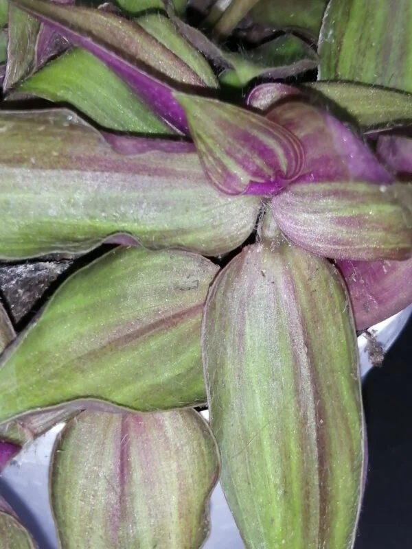 Tradescantia zebrina var. mollipila Purple Plush, foto 3