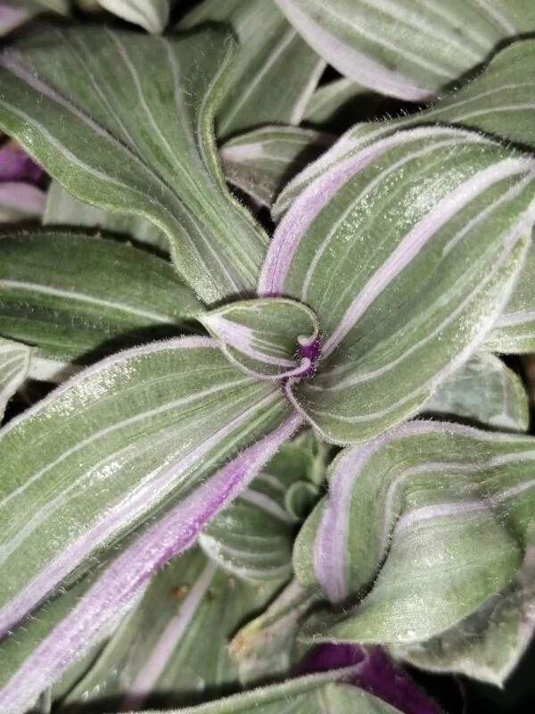 Tradescantia (Continental Group) Pink Dragon, sin. Pink Furry, foto 4