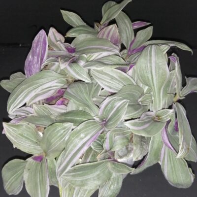 Tradescantia (Continental Group) Pink Dragon, sin. Pink Furry