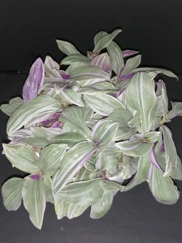 Tradescantia (Continental Group) Pink Dragon, sin. Pink Furry, pianta da interno e da esterno