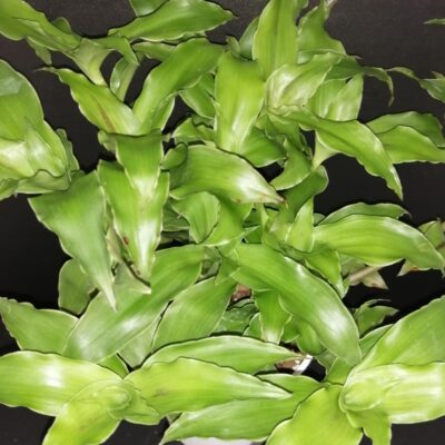 Callisia fragrans Melnikoff (verde)