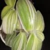 Tradescantia sillamontana Variegata, Tradescantia sillamontana Gold Stripes, pianta da interno e da esterno