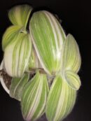 Tradescantia sillamontana Variegata, Tradescantia sillamontana Gold Stripes