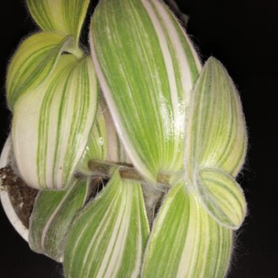 Tradescantia sillamontana Variegata, Tradescantia sillamontana Gold Stripes