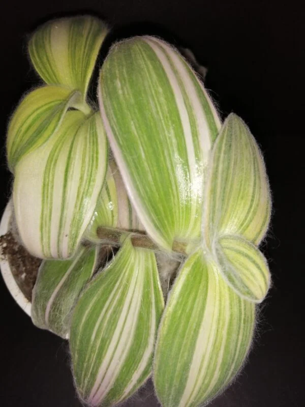 Tradescantia sillamontana Variegata, Tradescantia sillamontana Gold Stripes, pianta da interno e da esterno