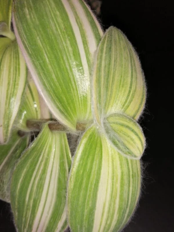 Tradescantia sillamontana ‘Variegata’ micro, foto 4