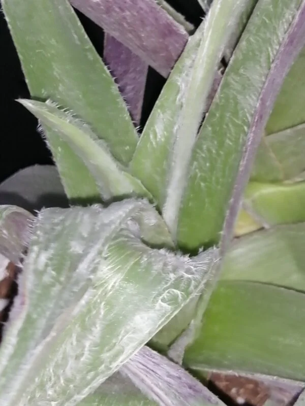 Cyanotis lapidosa, foto 2