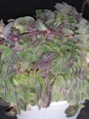 Tradescantia navicularis , sin. Callisia navicularis