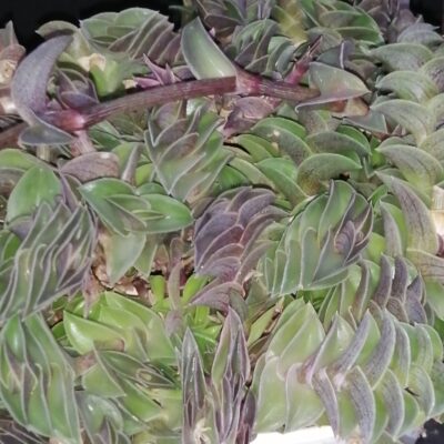 Tradescantia navicularis , sin. Callisia navicularis