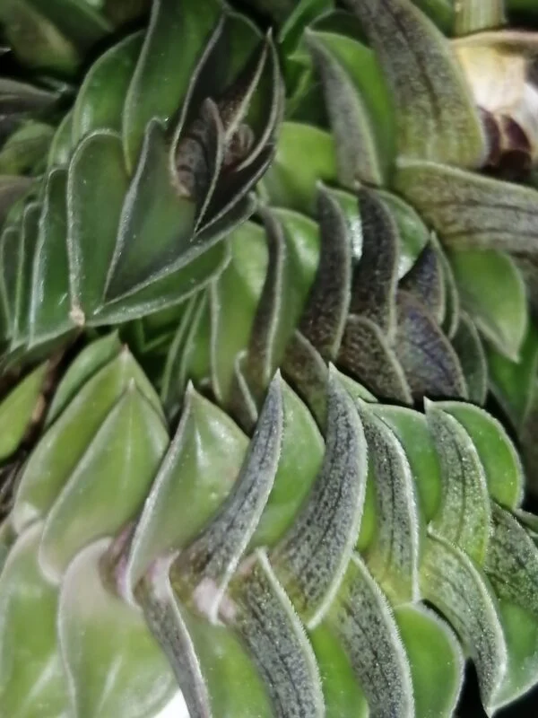 Tradescantia navicularis, sin. Callisia navicularis, foto 2