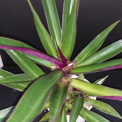 Tradescantia spathacea, Rhoeo spathacea