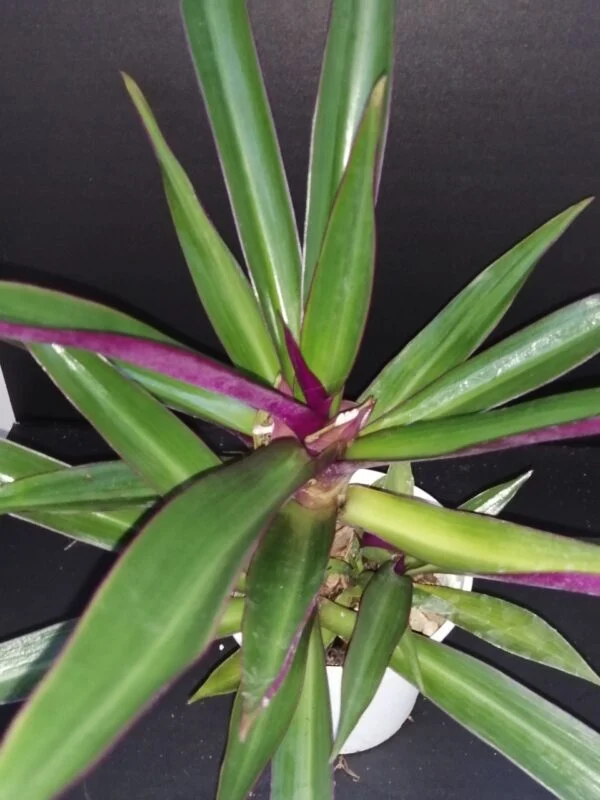 Tradescantia spathacea, Rhoeo spathacea, pianta da interno e da esterno