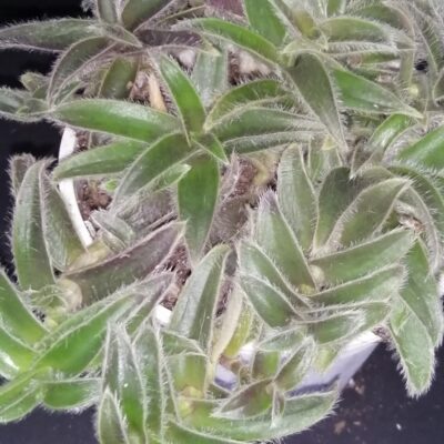 Cyanotis somaliensis , Orecchie di gatto