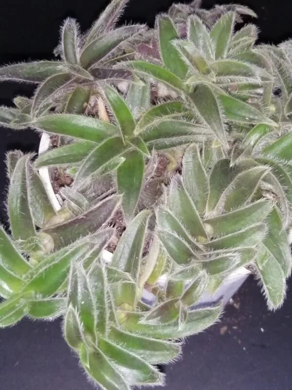 Cyanotis somaliensis, Orecchie di gatto, pianta da interno e da esterno